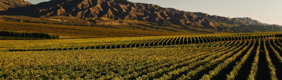 San Juan, Ruta del Vino