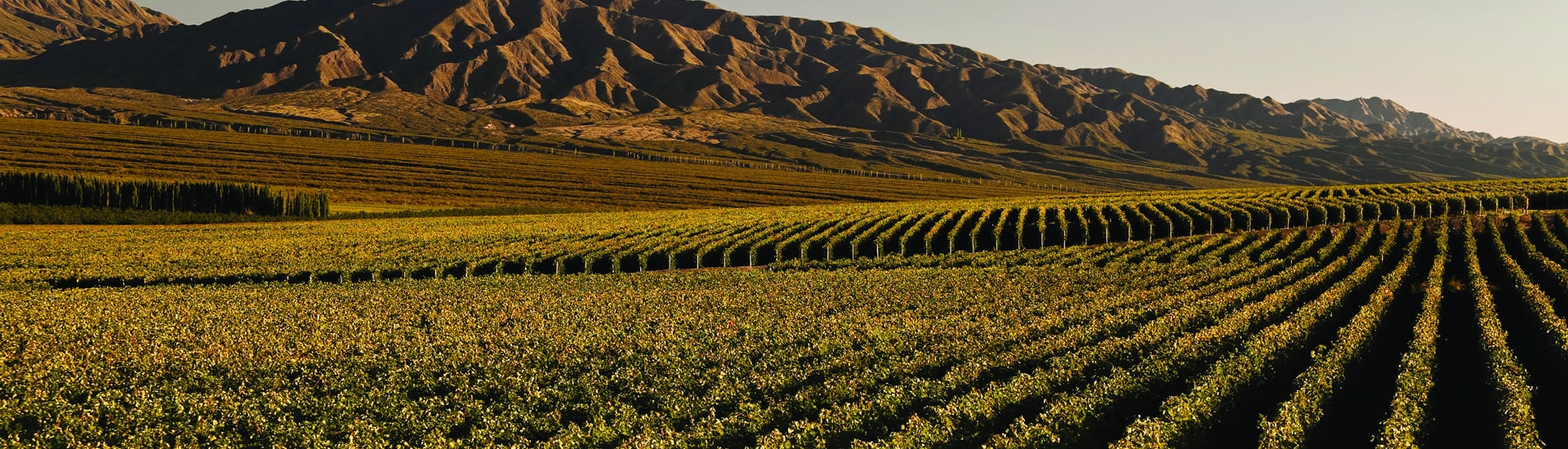 San Juan, Ruta del Vino